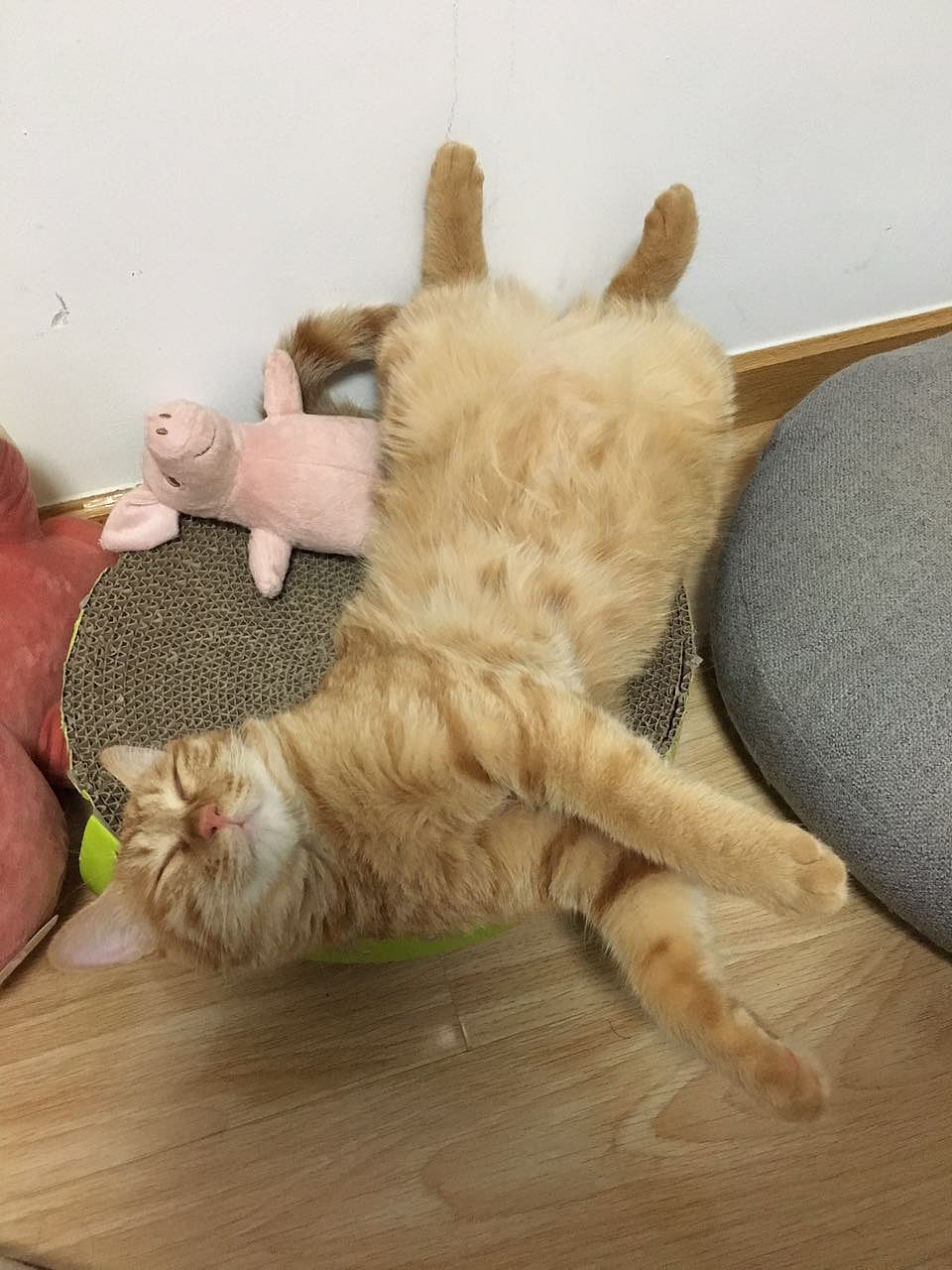 菜刀眼黄豆芽的日常（图ZODEwMzcyMzI=） - 宠物摄影 - 站酷设计师violasean原创素材 - 站酷ZCOOL