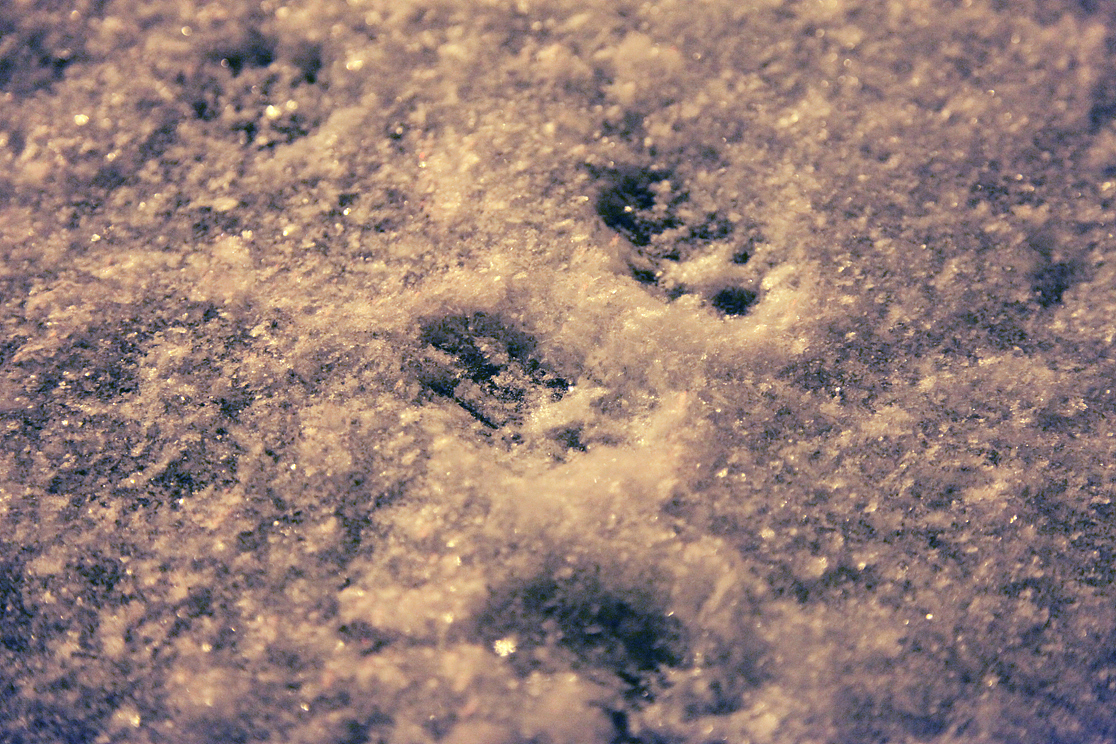 我家妞妞的小爪印