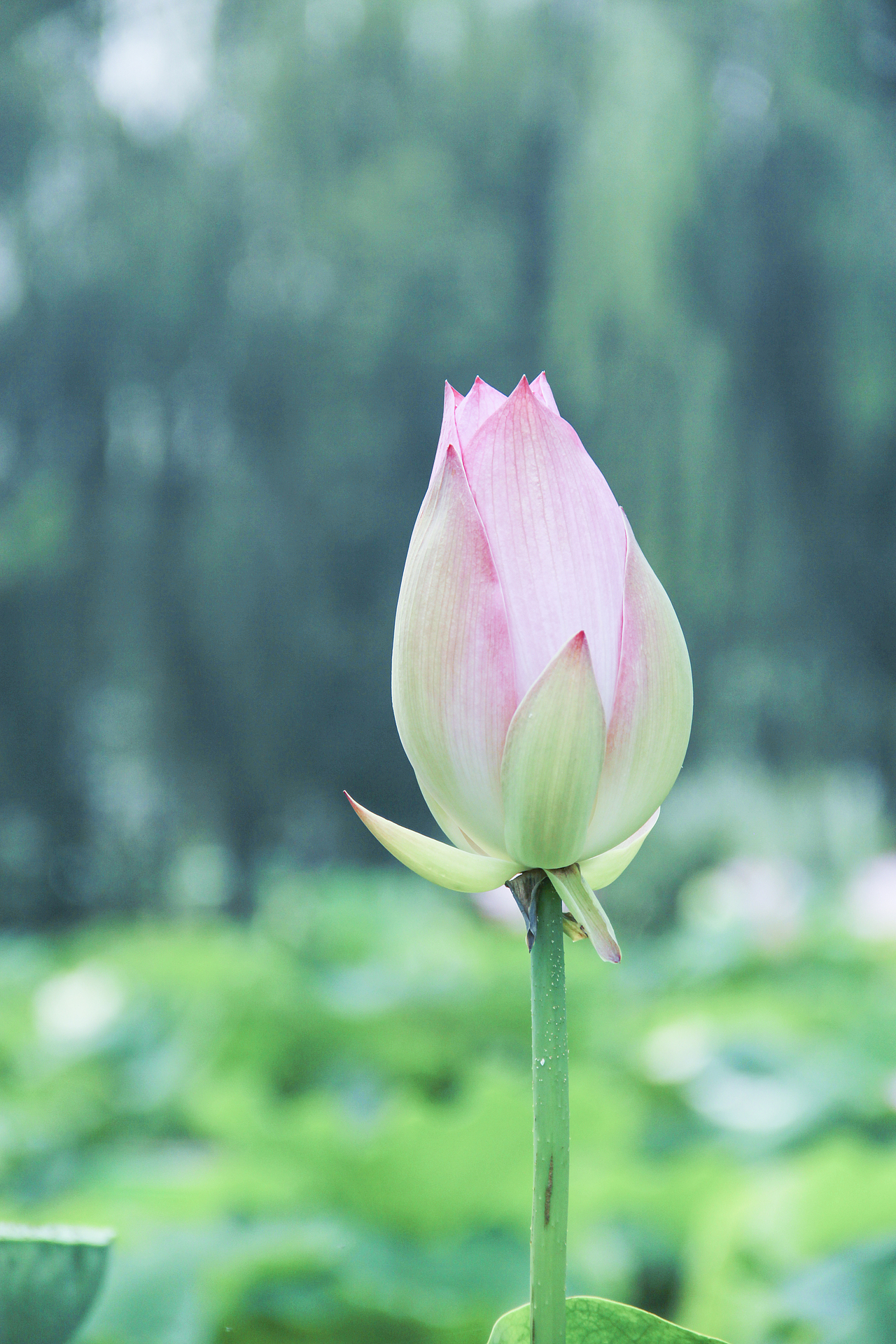 白洋淀荷花（圖ZNzA5ODY4MTY=） - 風(fēng)光攝影 - 站酷設(shè)計(jì)師山山而川上的麥子原創(chuàng)素材 - 站酷ZCOOL