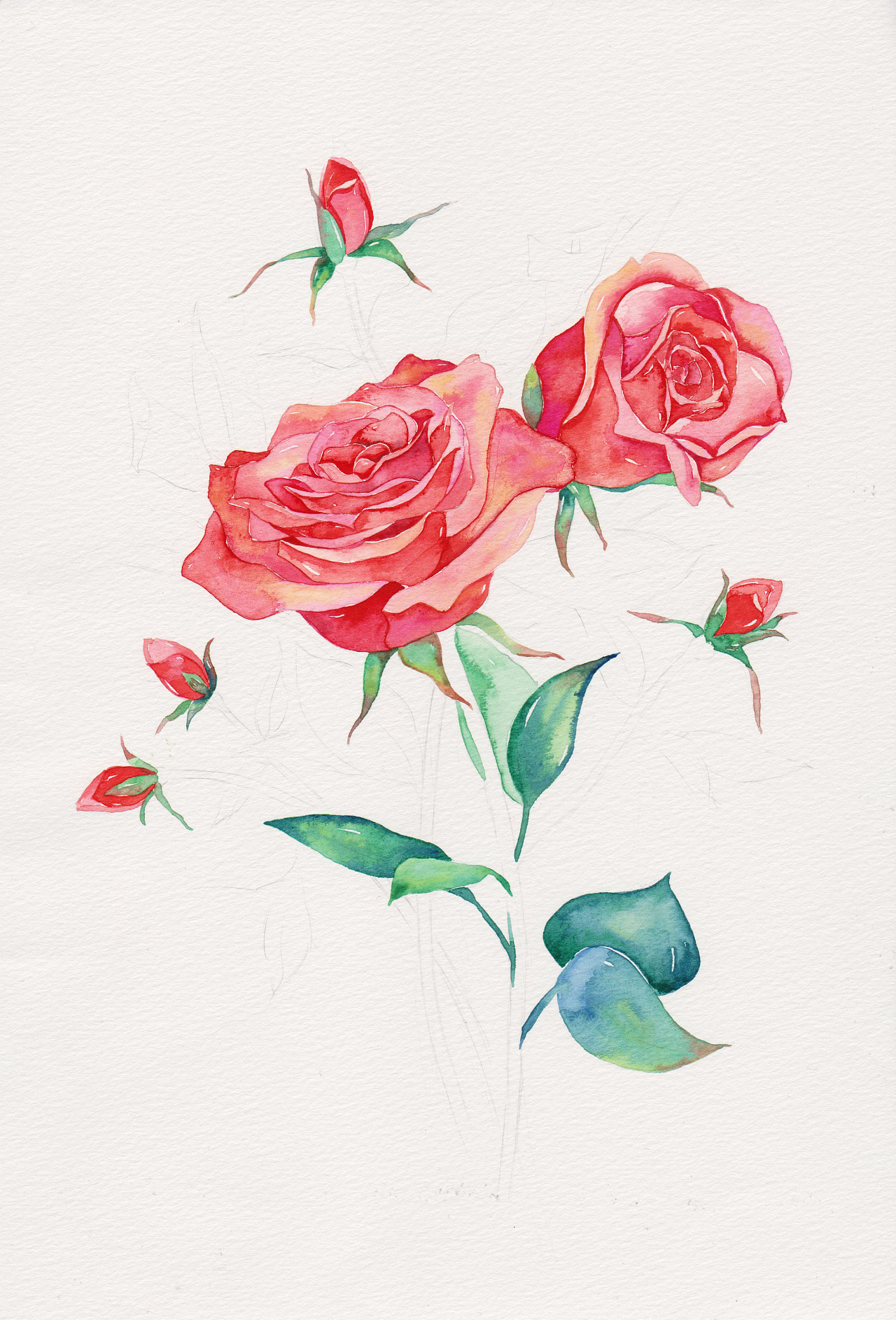 三木花草(小过程4)—玫瑰|插画|商业插画|吴都jasmine - 原创作品