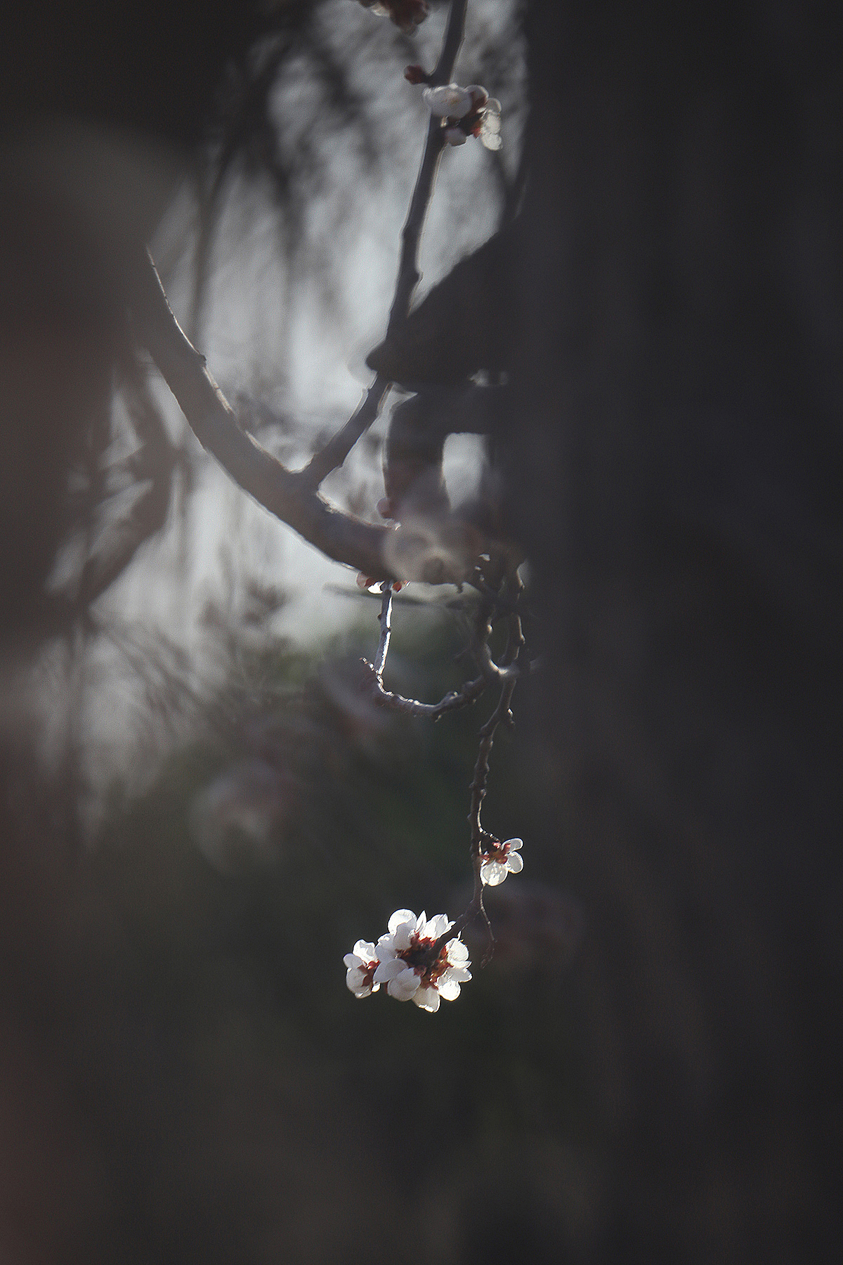 悄然而至的春天