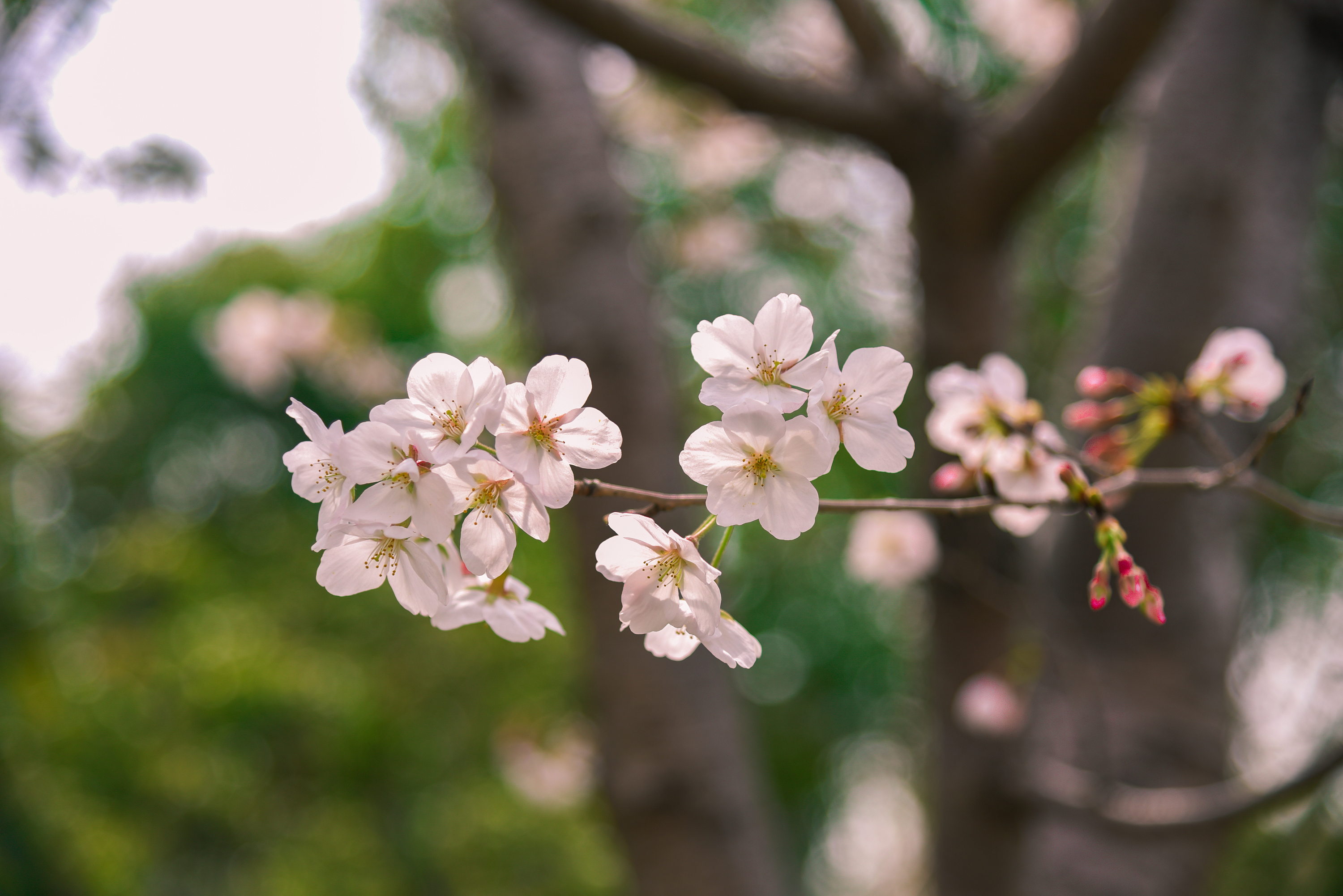 「桜」は英語で何と言うの？「3分咲き」も「開花予測」も英語で言ってみよう！| Kimini英会話