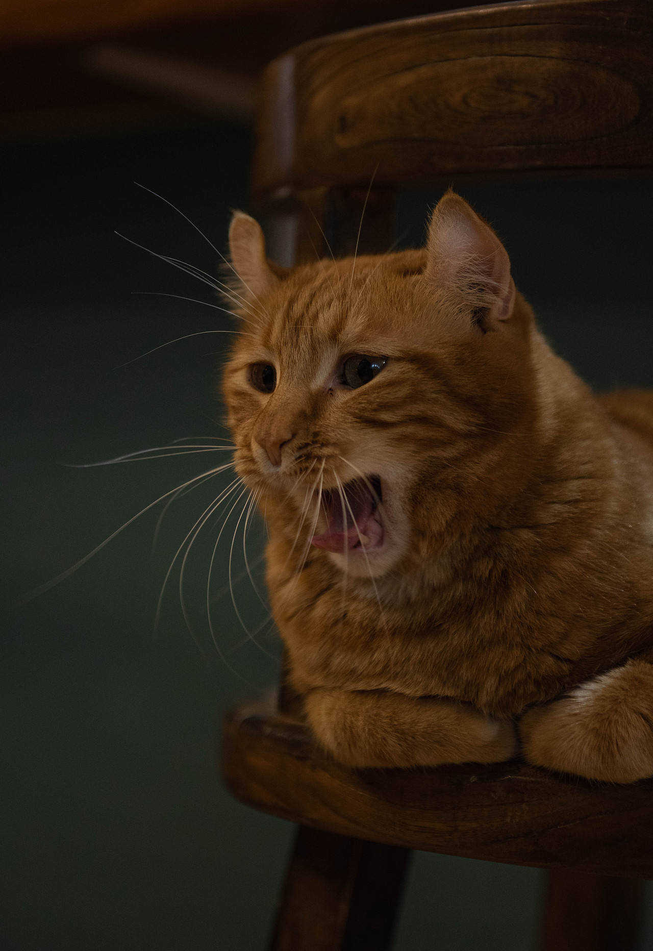 你见过这样的卷耳猫吗?