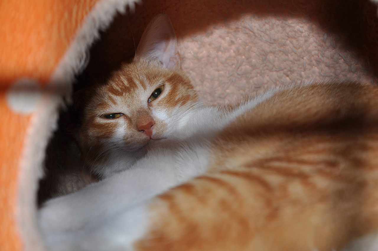 我家喵小奇。O(∩_∩)O哈哈~