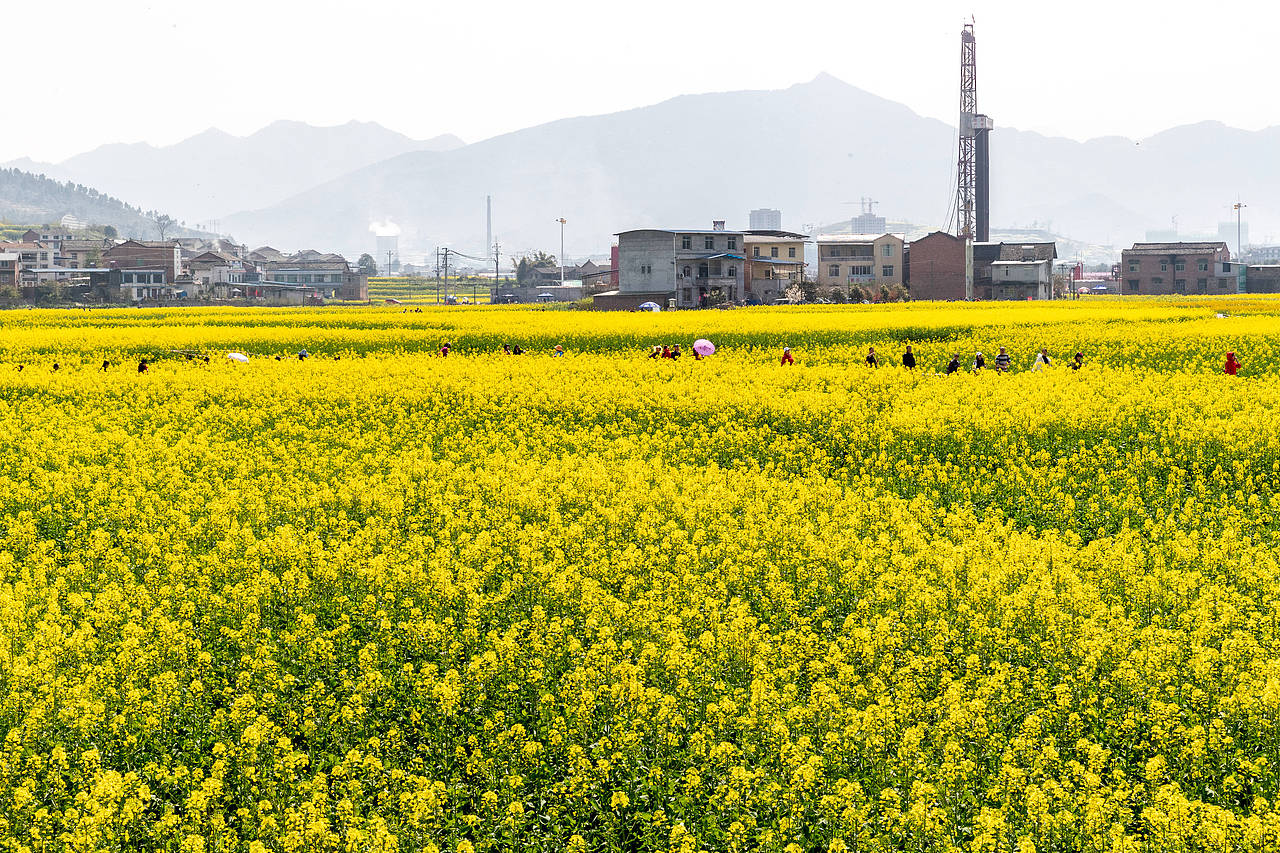 重庆南川：踏青赏花享春光（图ZMTQ3NjU3NjYw） - 人文/纪实摄影 - 站酷设计师qmb1119原创素材 - 站酷ZCOOL