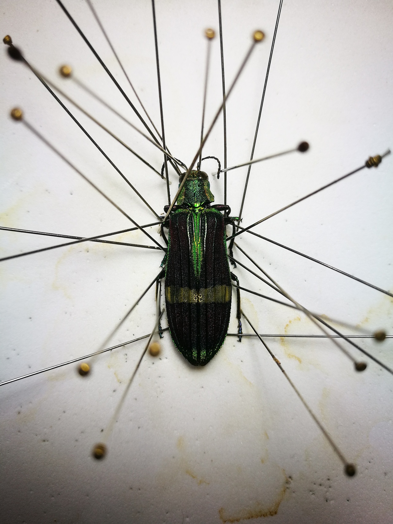 爪哇岛宝石吉丁虫展翅及整肢