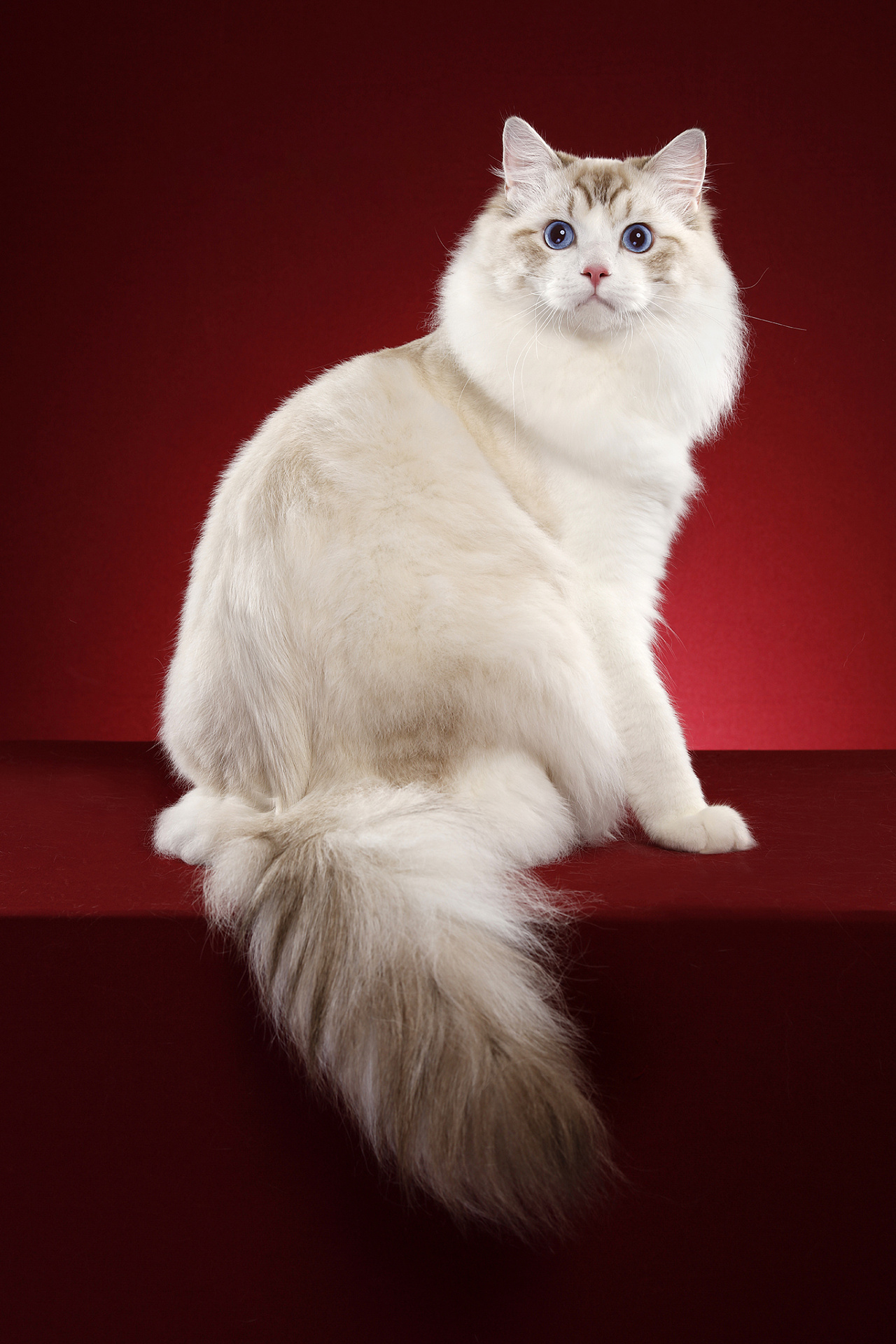 布偶猫|摄影|宠物摄影|amyworks赛猫摄影 - 原创作品 - 站酷 (zcool)