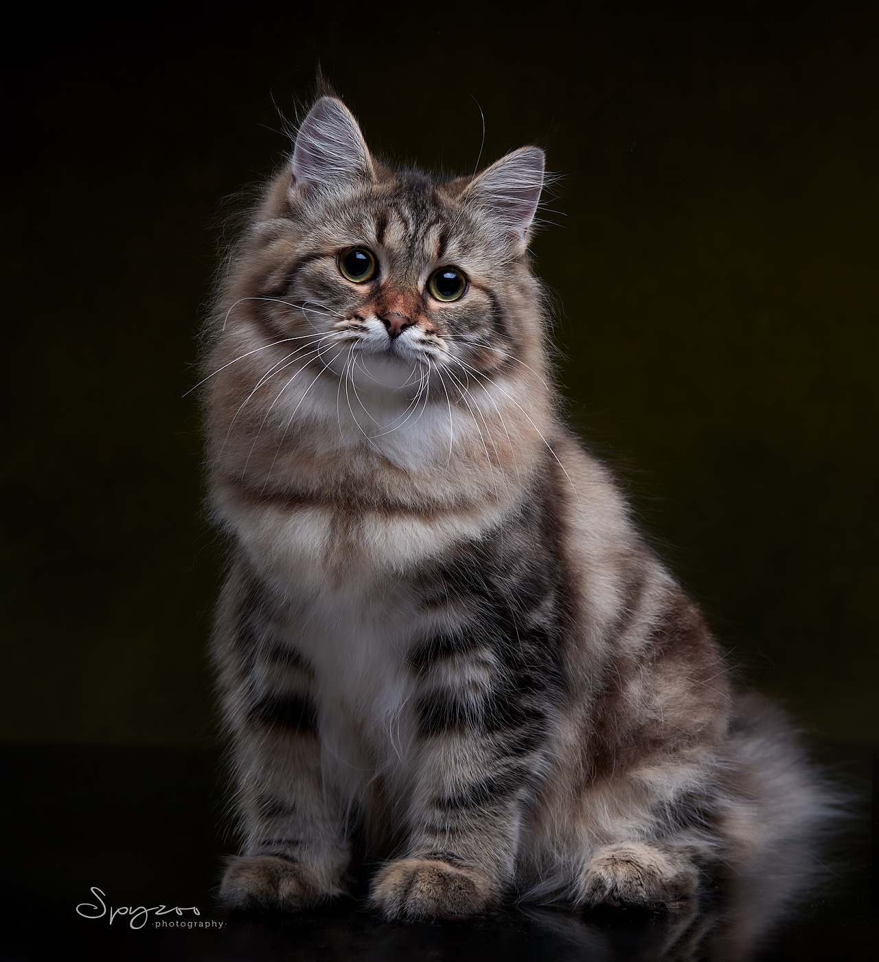 西伯利亚森林猫