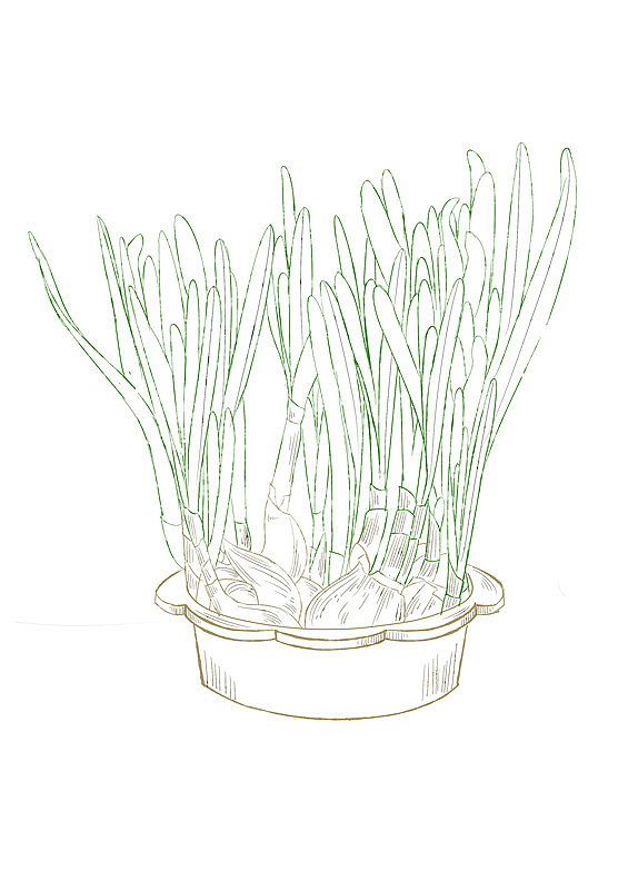 还没长叶子的水仙花像个大蒜还没开花的水仙花像大蒜上面插了一把大葱