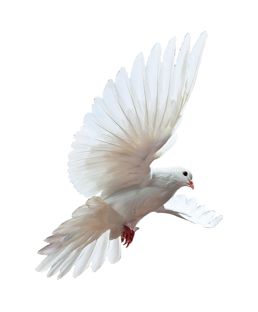 ps钢笔抠图赏析