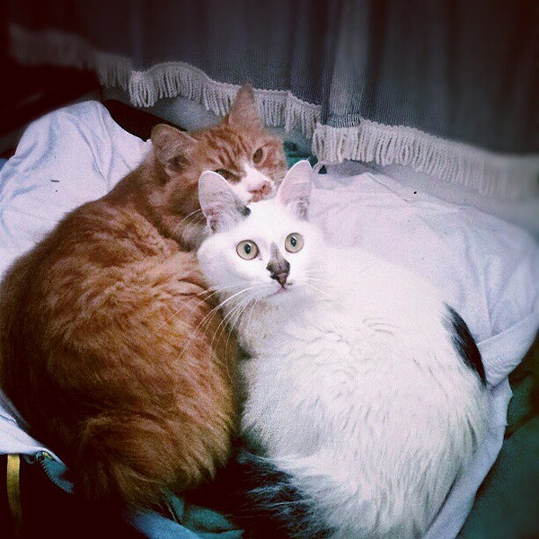 喵喜&喵黄的日常（图ZMTAzMzE5NjQ=） - 创作习作 - 站酷设计师灭娃原创素材 - 站酷ZCOOL