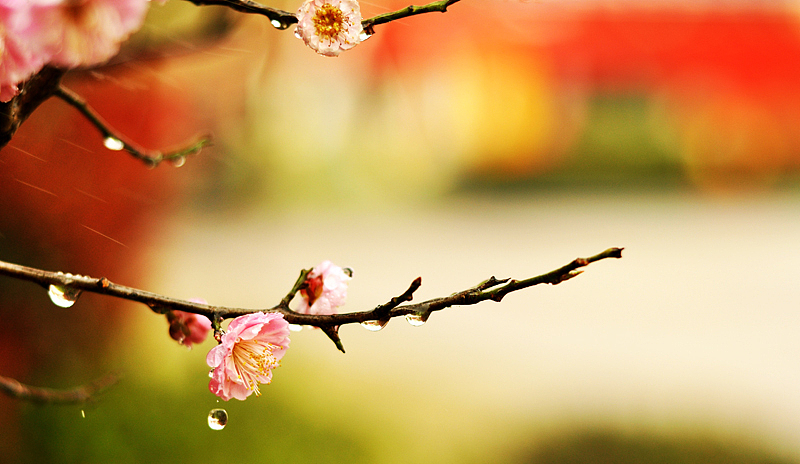 江阴的梅花（图ZNjgyMTg0） - 风光摄影 - 站酷设计师stane原创素材 - 站酷ZCOOL