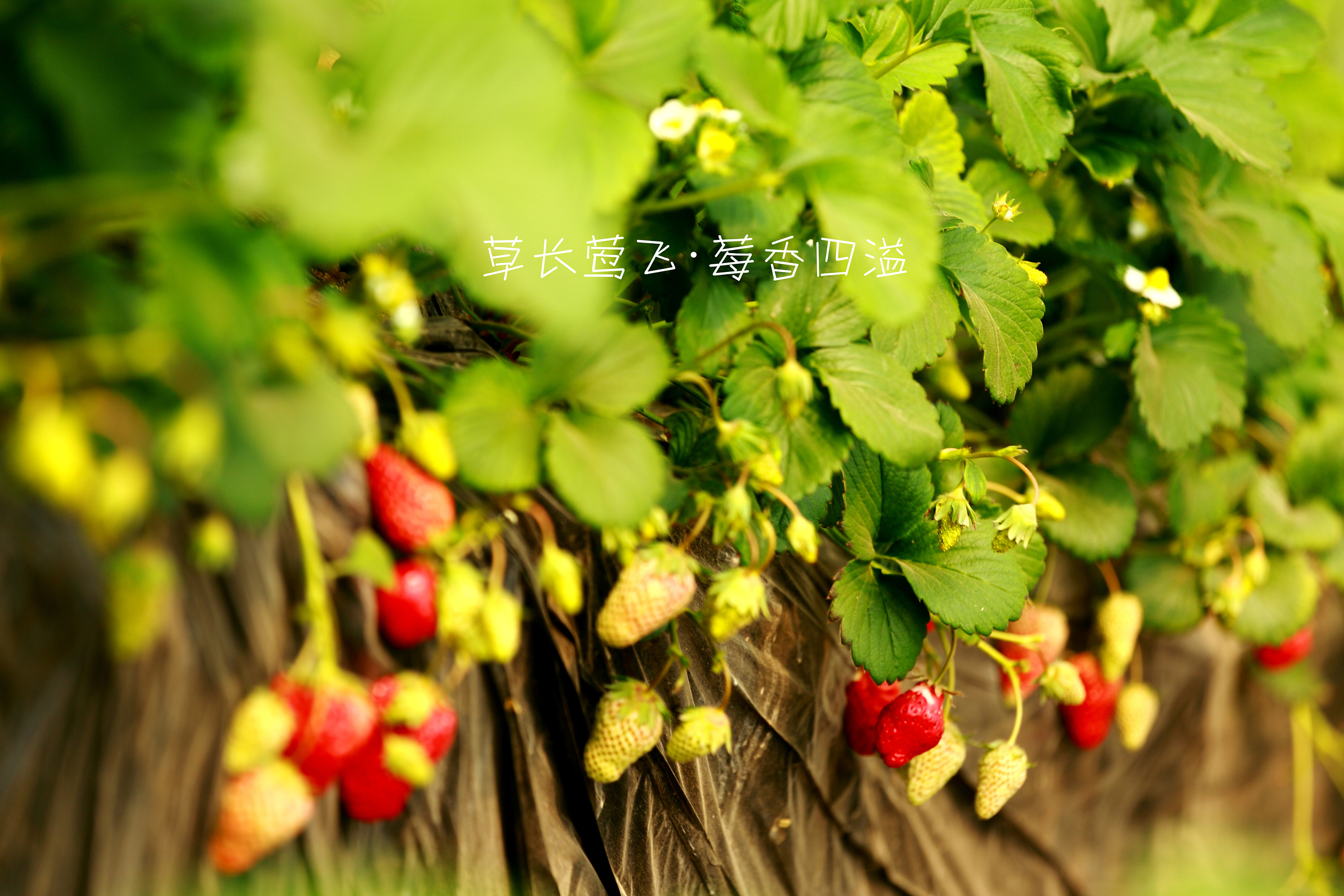 长兴岛的某个草莓园 - 高清图片，堆糖，美图壁纸兴趣社区