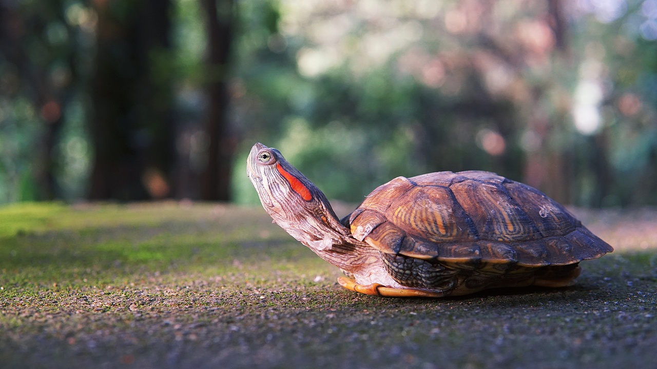 龟|摄影|宠物摄影|白日梦想家2012_原创作品-站酷zcool