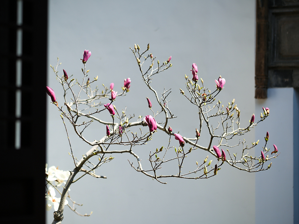 紫金庵里800年的玉兰树