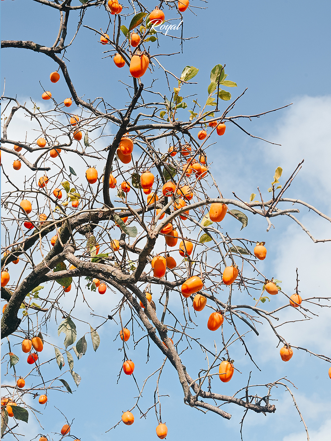 东炉柿子林（图ZMzU3NTU5NzA4） - 风光摄影 - 站酷设计师是你熊哥原创素材 - 站酷ZCOOL