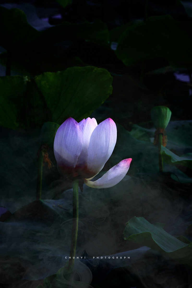 【2020年 / 第12年拍荷 / 荷有四季，常乐我净】（图ZMjk4MzUyNTc2） - 时尚/艺术摄影 - 站酷设计师Chunyi纯一原创素材 - 站酷ZCOOL