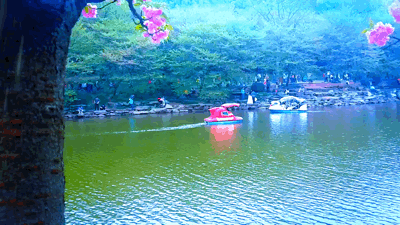 手机拍的动态花朵草木风景图片-我的植物园游