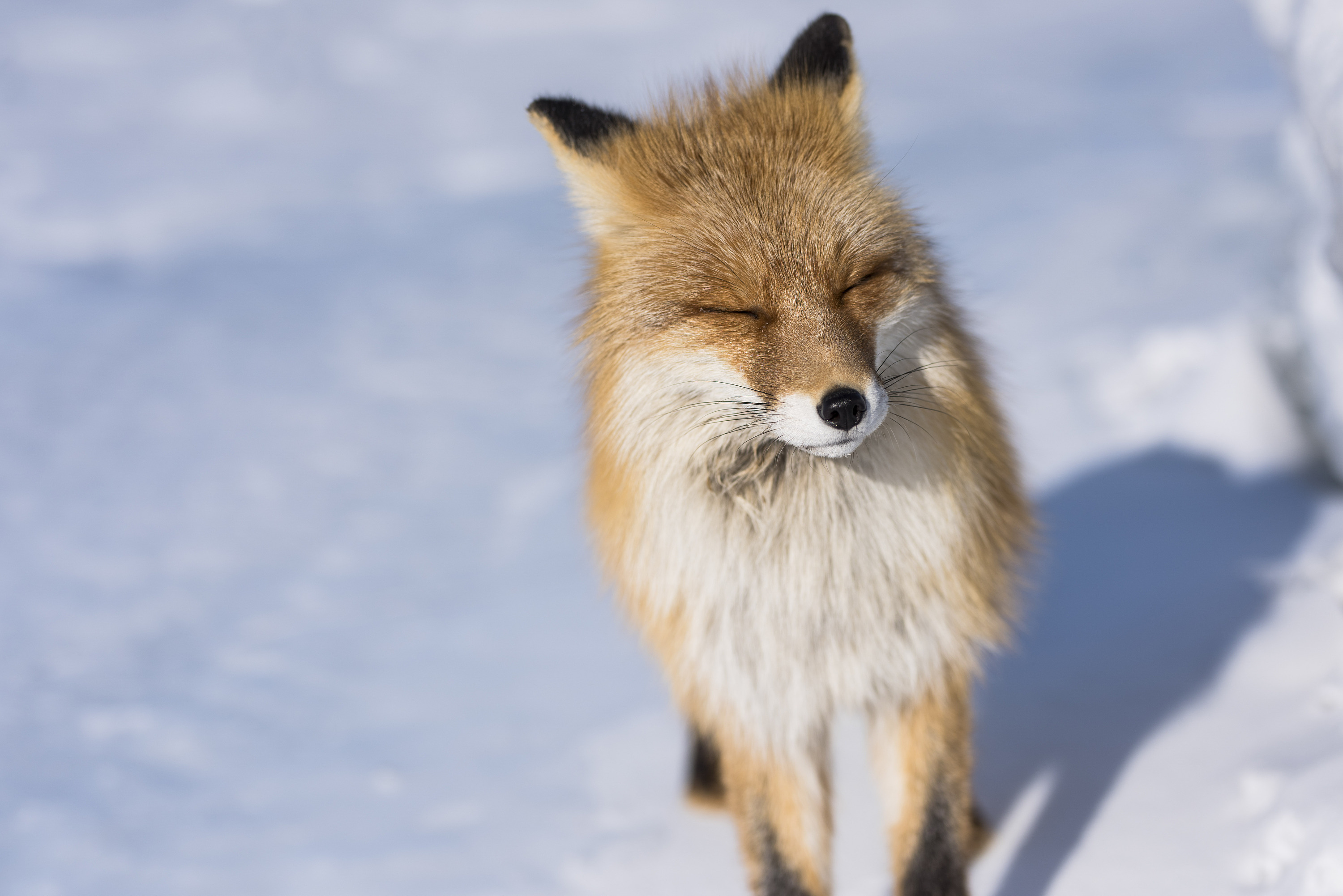 贝加尔湖偶遇北极狐