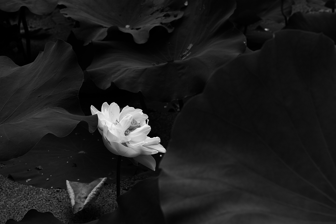 黑白荷花