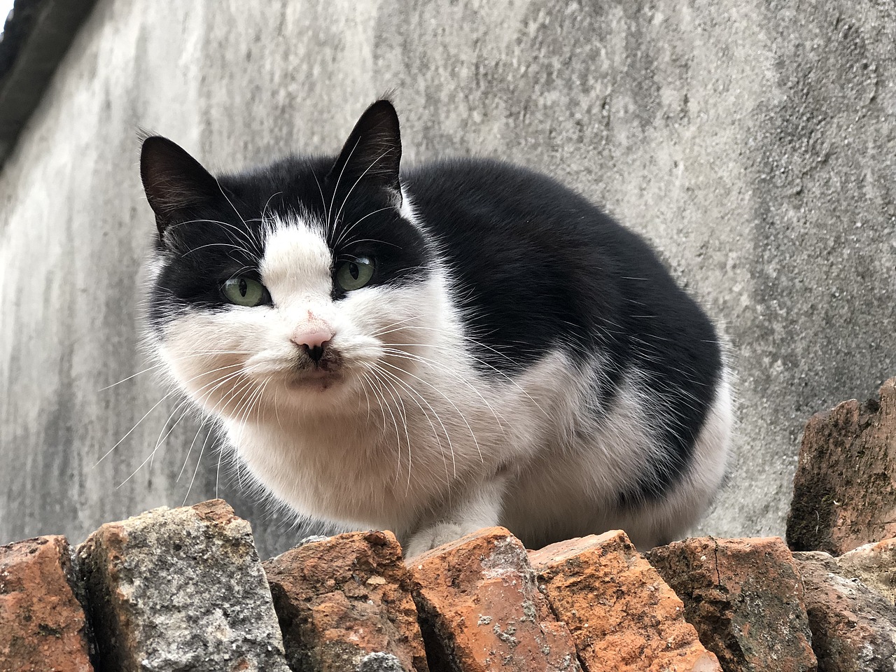 手机拍摄的小可爱们（图ZMTM0NDQzMTcy） - 人文/纪实摄影 - 站酷设计师hgeir原创素材 - 站酷ZCOOL