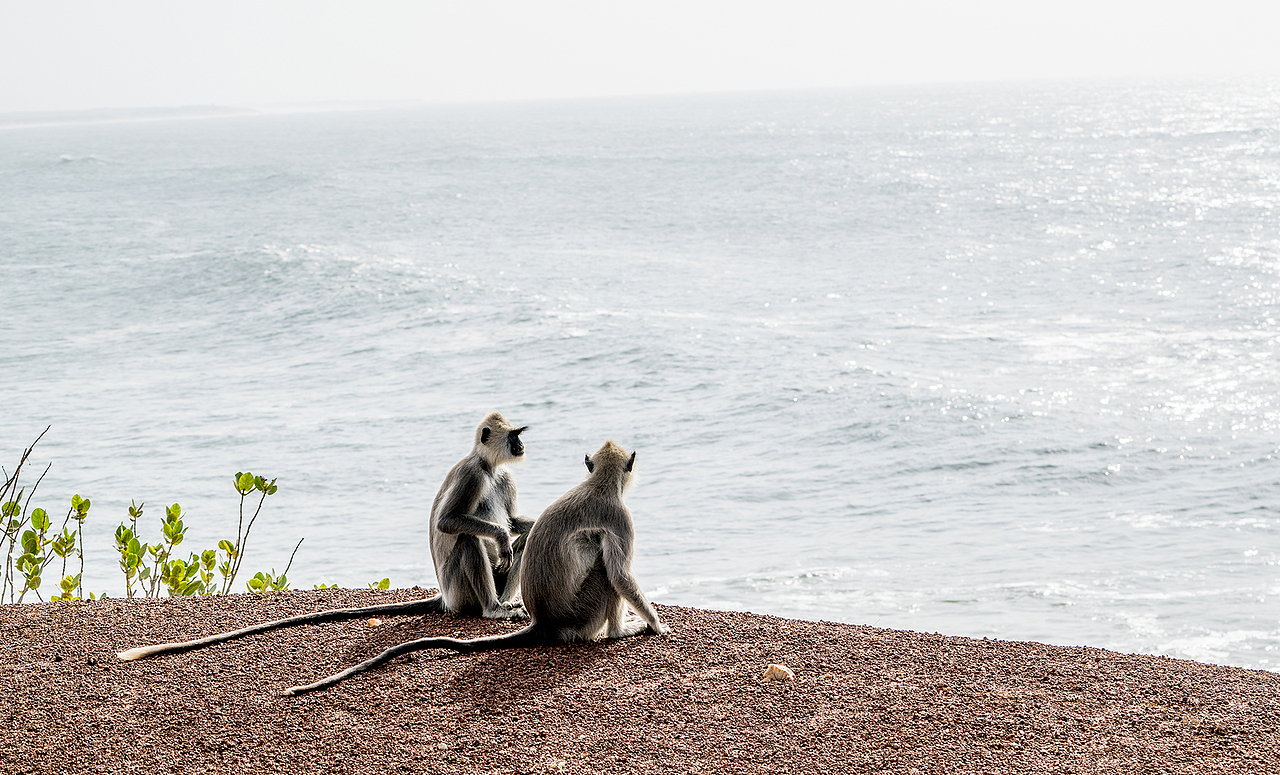 斯里兰卡亚拉国家动物园丛林探险（图ZNzYzMjk1NDQ=） - 宠物摄影 - 站酷设计师明原创素材 - 站酷ZCOOL
