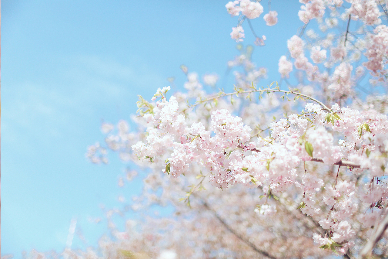 桜花树下。（图ZNDU4OTc0NDQ=） - 人文/纪实摄影 - 站酷设计师Lightblue7原创素材 - 站酷ZCOOL