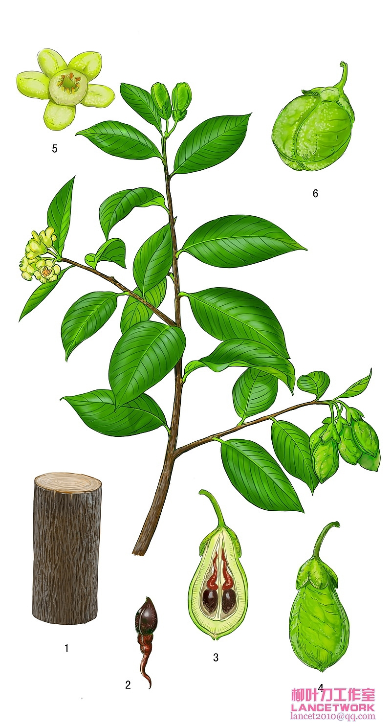 动植物插画小品