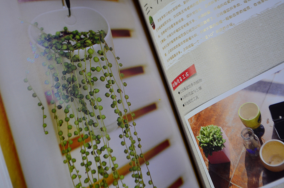 新做的书，和二木一起玩多肉（图ZMTAyOTA3NjQ=） - 书籍/画册 - 站酷设计师丫丫Design原创素材 - 站酷ZCOOL