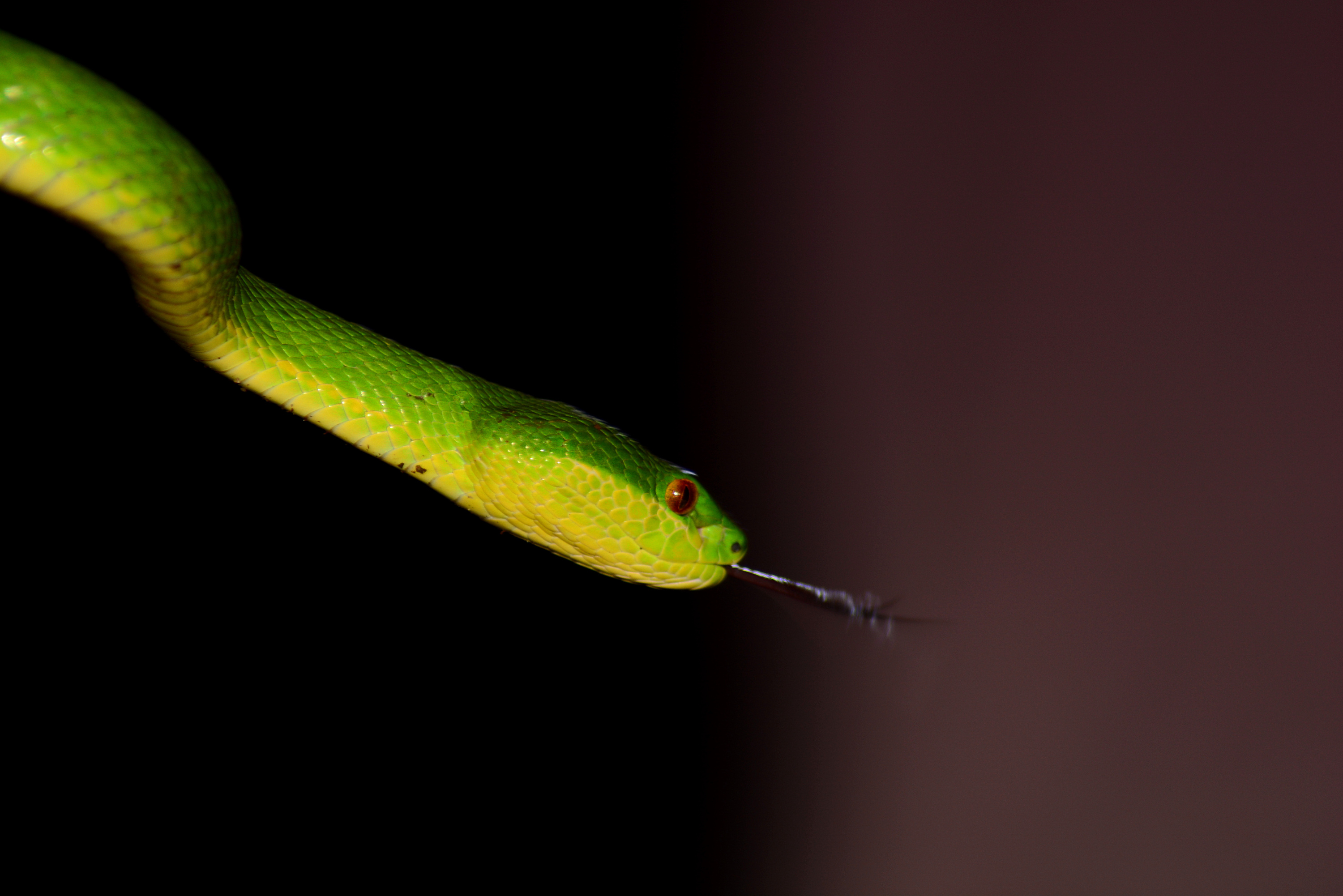 竹叶青绿蛇图片