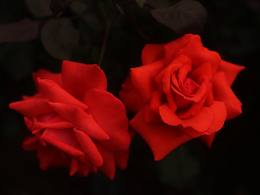 玫瑰、玫瑰（攝影）