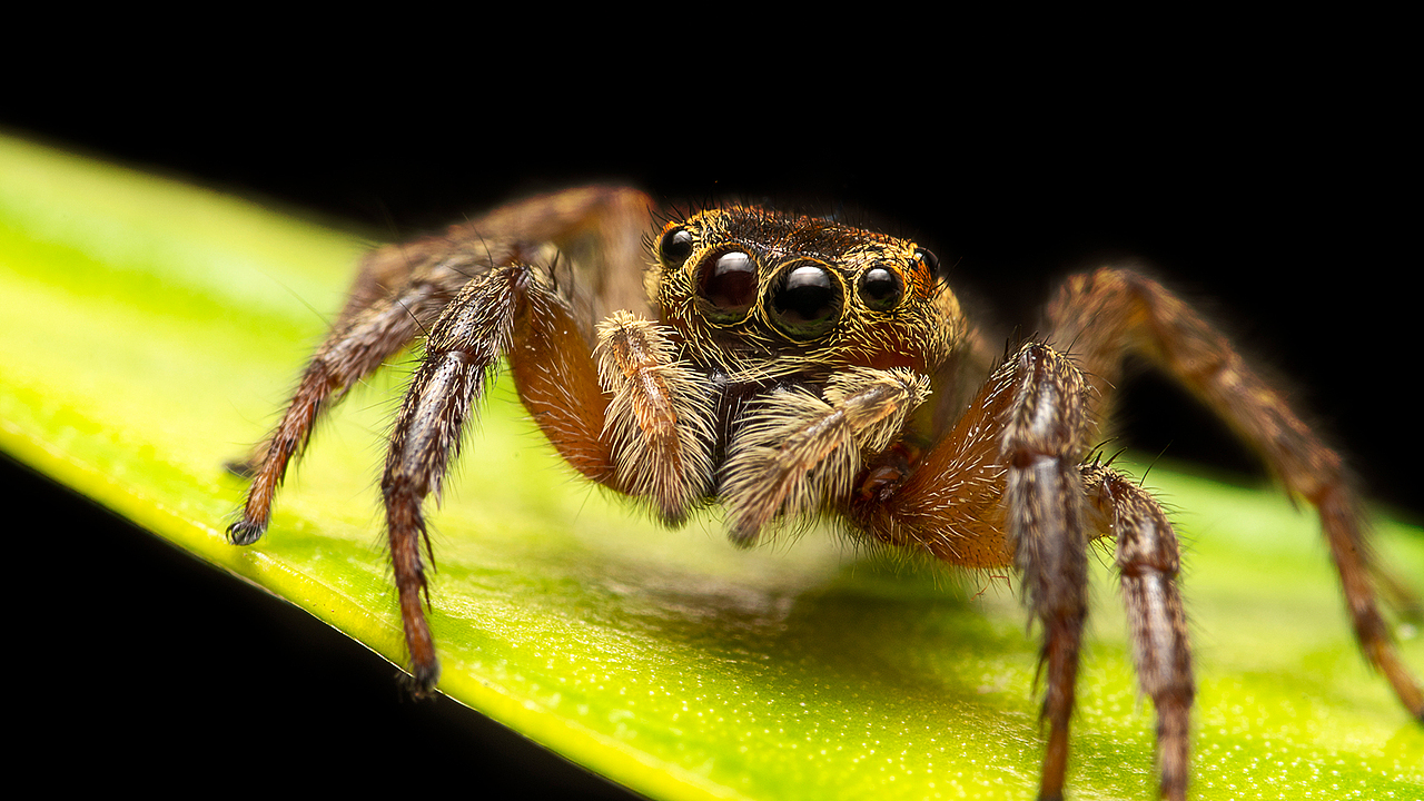 微观世界-蜘蛛（图ZMjAyMDU4MzM2） - 风光摄影 - 站酷设计师bracelee原创素材 - 站酷ZCOOL