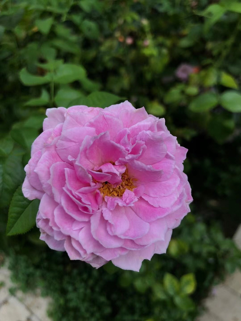 人生百年,镜花如月,红尘繁华,随即变迁。