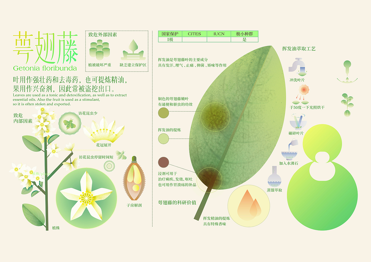 最后的植物(图ZMjk3NDc4MjY0) - 信息图表 - 站酷设计师竹子林里赏绿竹原创素材 - 站酷ZCOOL