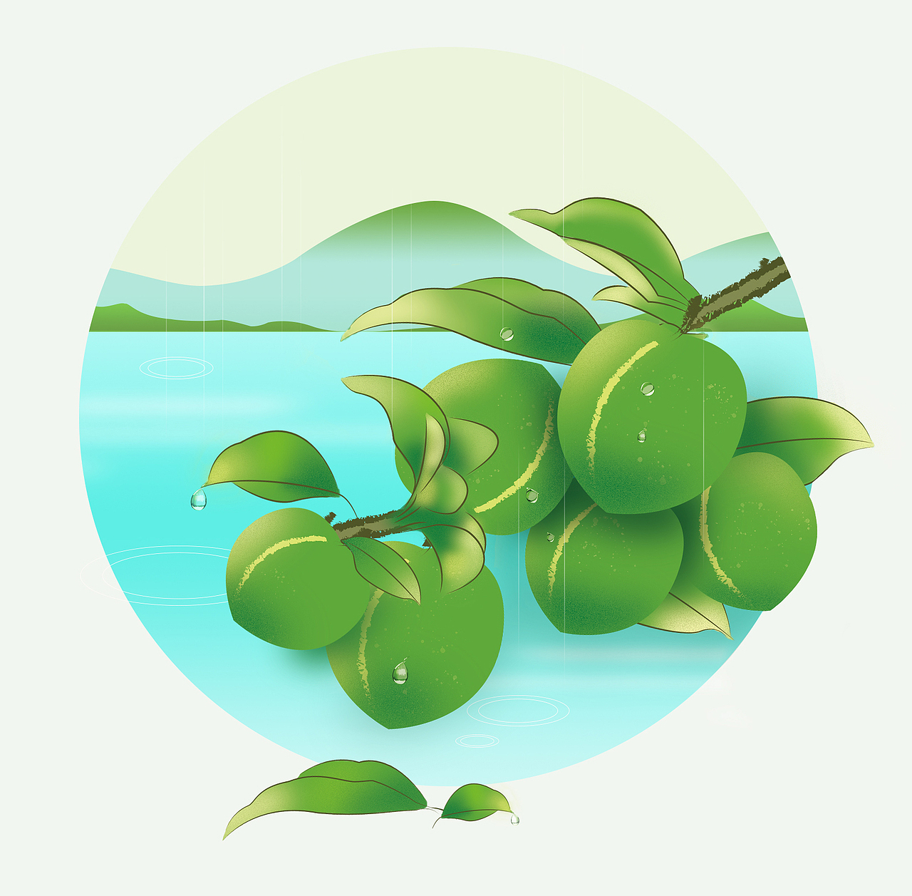 一组青梅酒包装插画