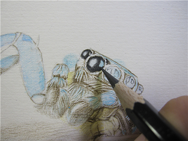 纸上彩铅跳蛛过程随录