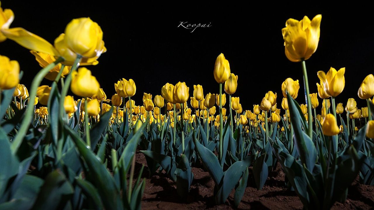 夜色下的郁金香（图ZNzgyNTUwMjA=） - 风光摄影 - 站酷设计师独钓寒秋原创素材 - 站酷ZCOOL