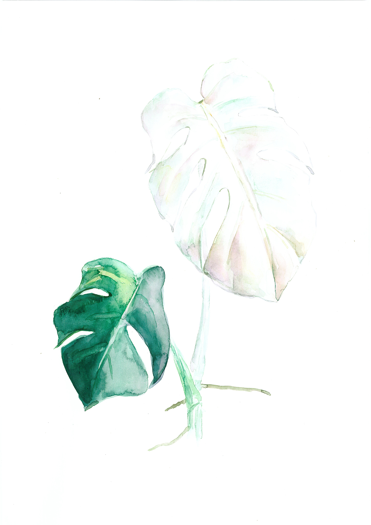 白斑龟背竹 Variegated Monstera（图ZMTg0ODcyNDA0） - 绘画 - 站酷设计师倜平原创素材 - 站酷ZCOOL