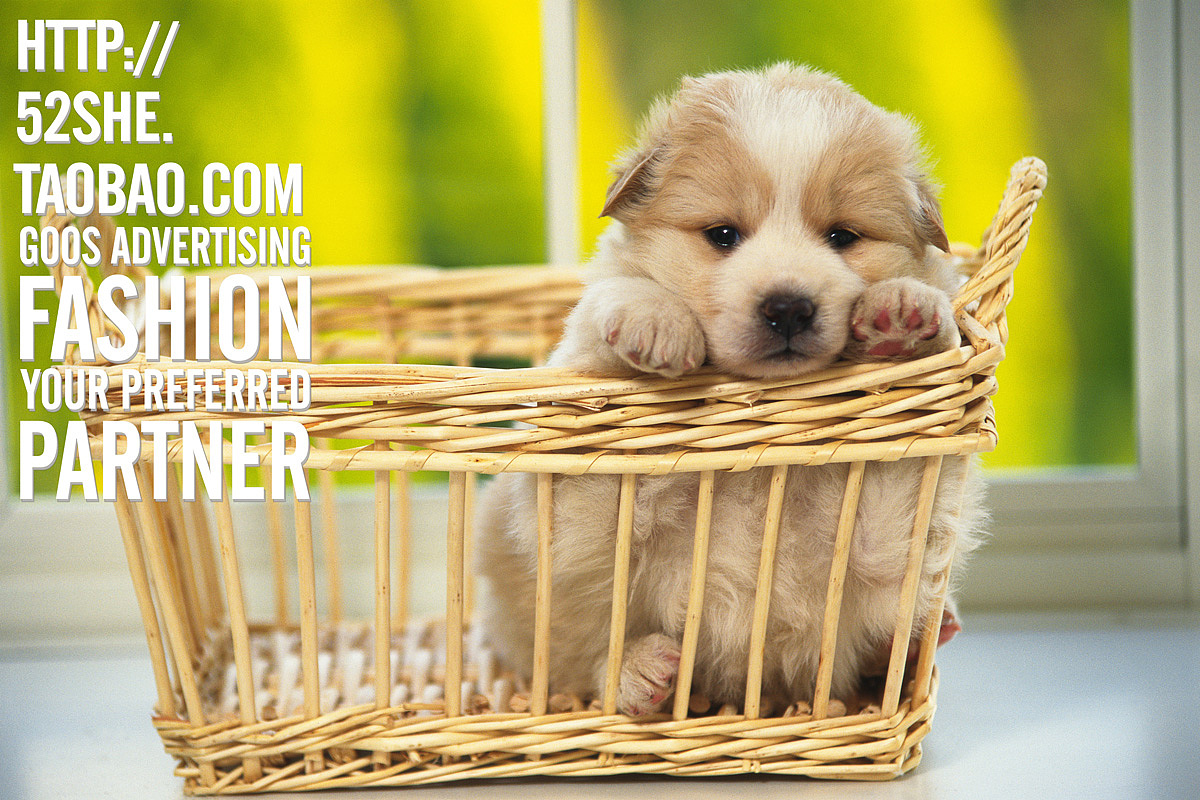 专业宠物摄影 宠物跟拍写真 狗狗猫咪萌照写真 上门拍摄摄影服务（图ZNTIwNzYzODA=） - 宠物摄影 - 站酷设计师广州古斯广告原创素材 - 站酷ZCOOL