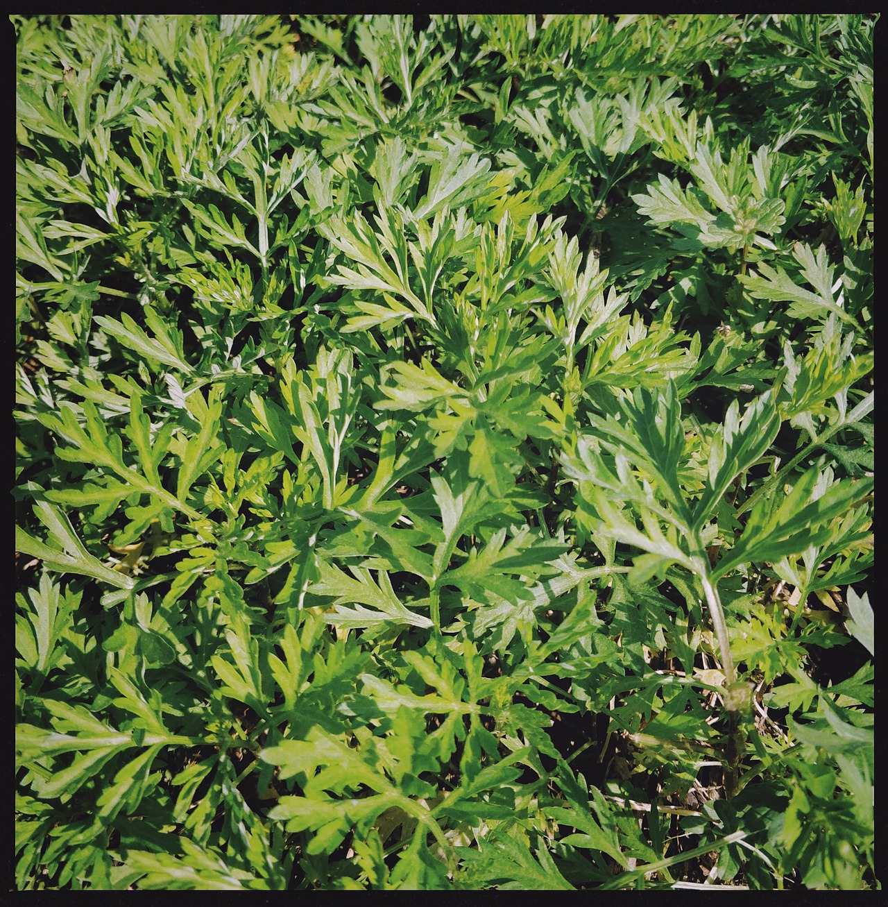 新冠期间的湖北