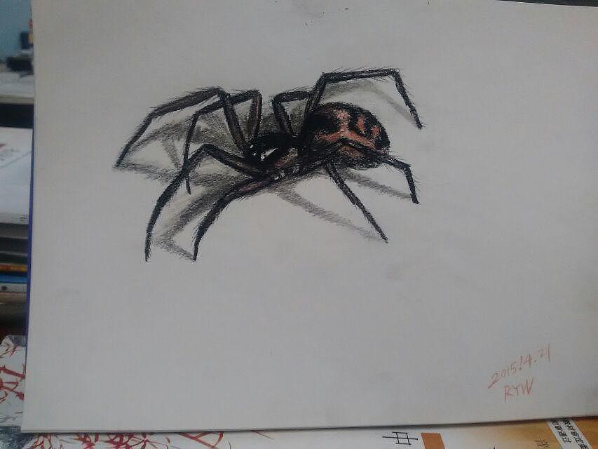 彩铅动物习作《动物》