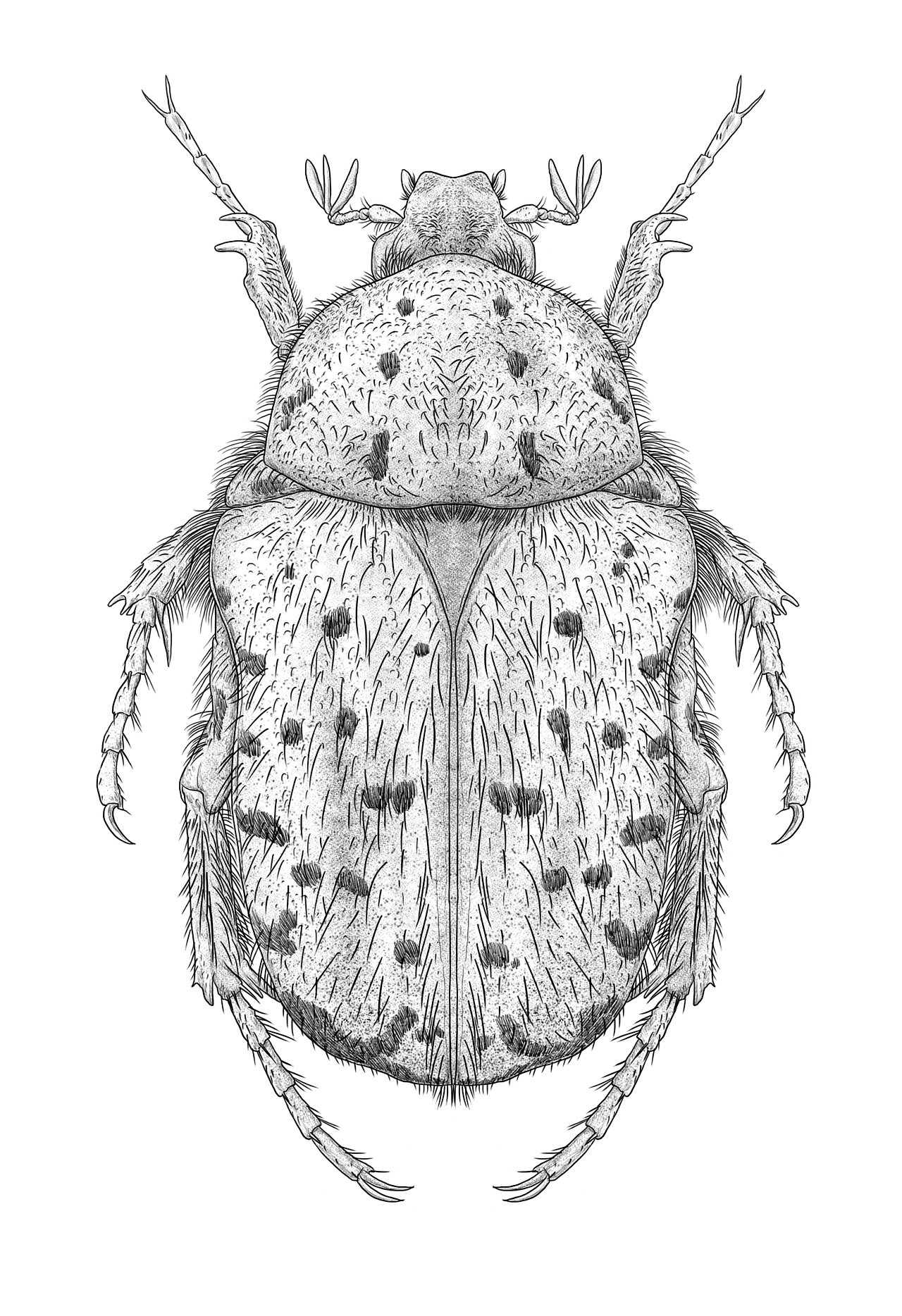 《昆虫记》插图