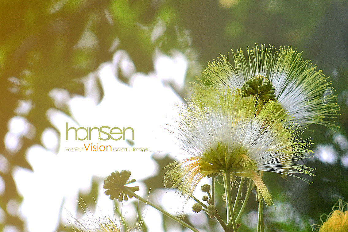 夜合欢,恰似孔雀又开屏!