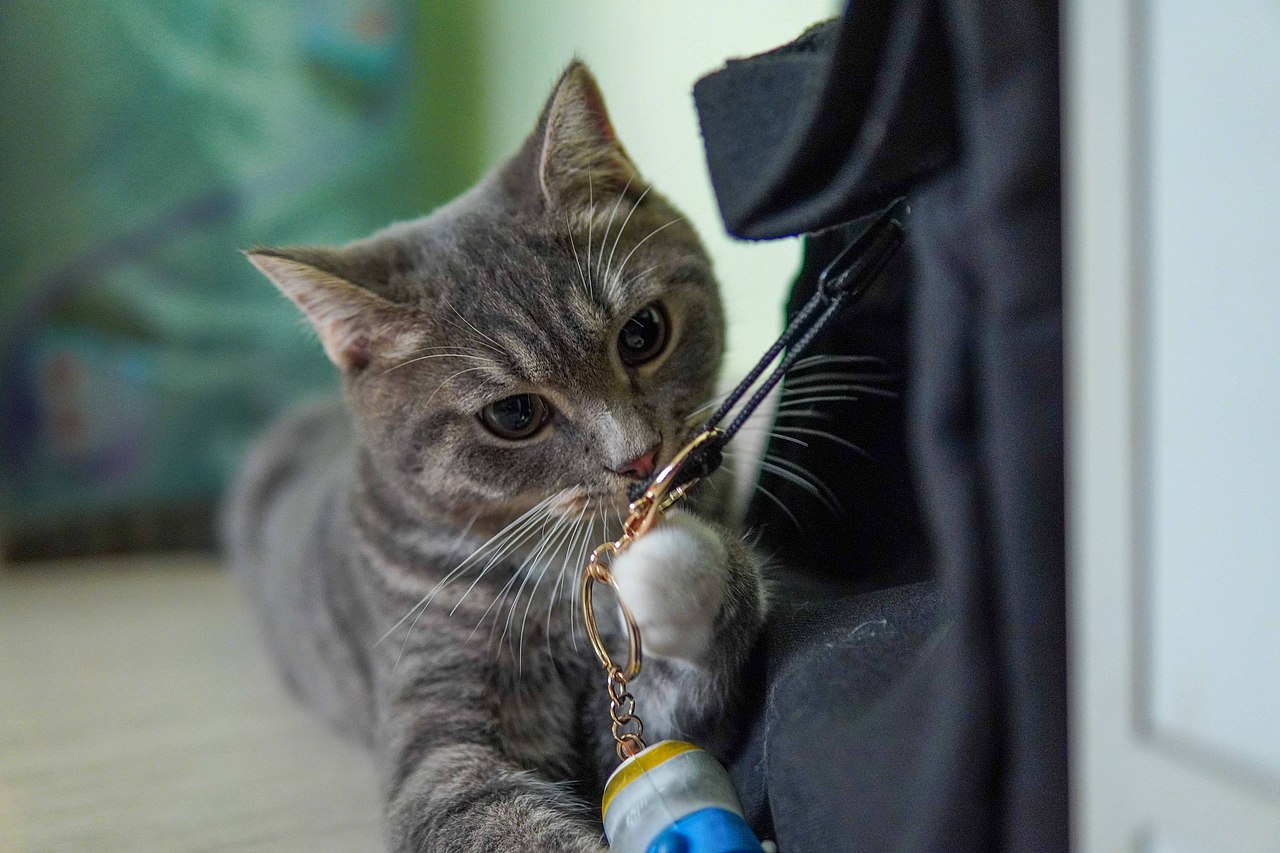 【宠物摄影】与传说中的小小猪🐱见面了~