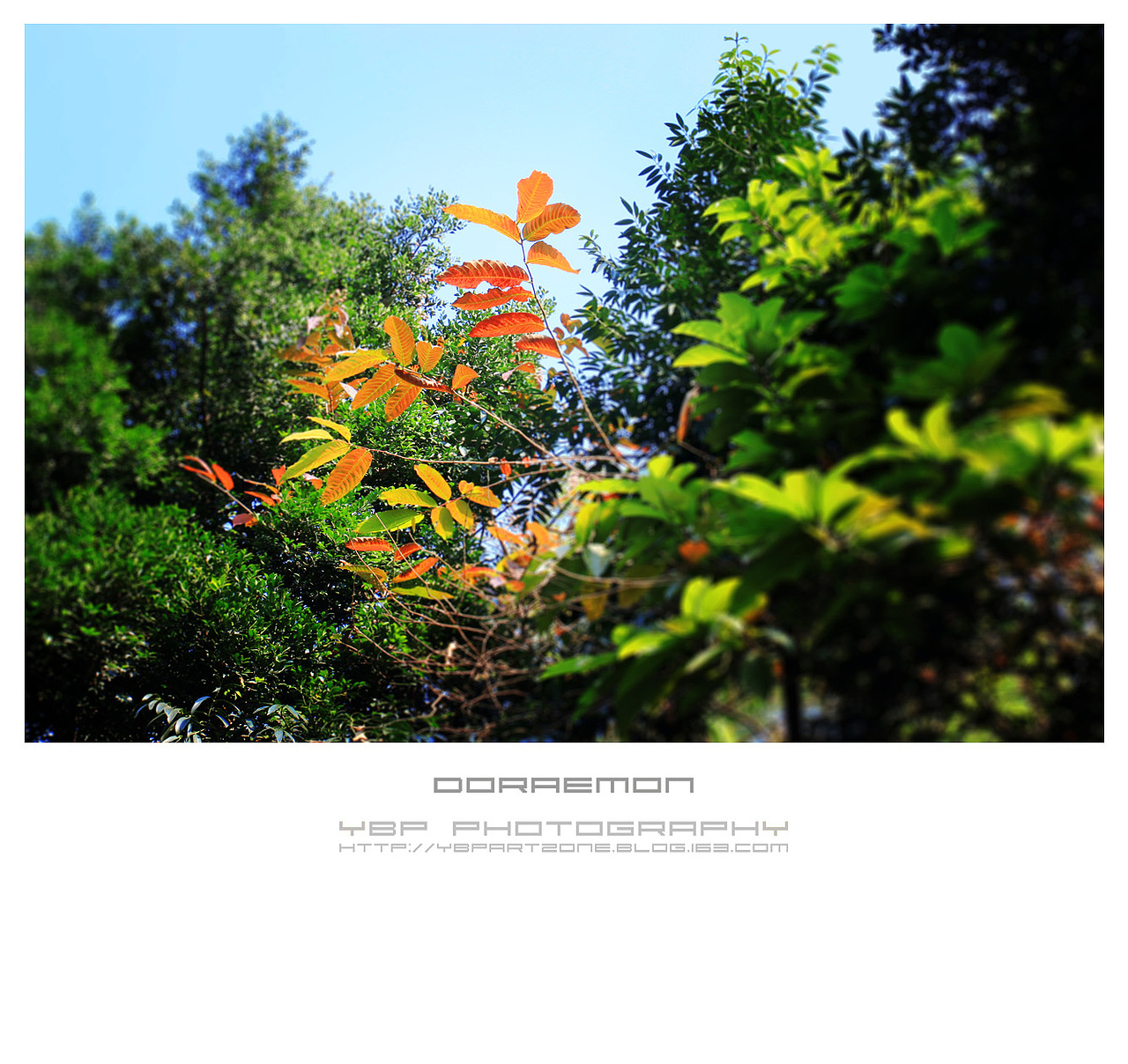 【YBP】白云小小の世界