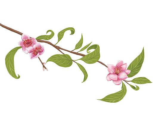 水蜜桃练习（个人主页-ZMjQ1NzM4OTI=） - 创作习作 - 站酷设计师MINICHEN77原创素材 - 站酷ZCOOL