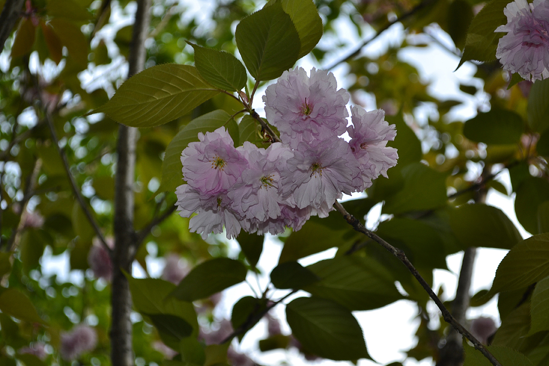 杨浦公园里的樱花