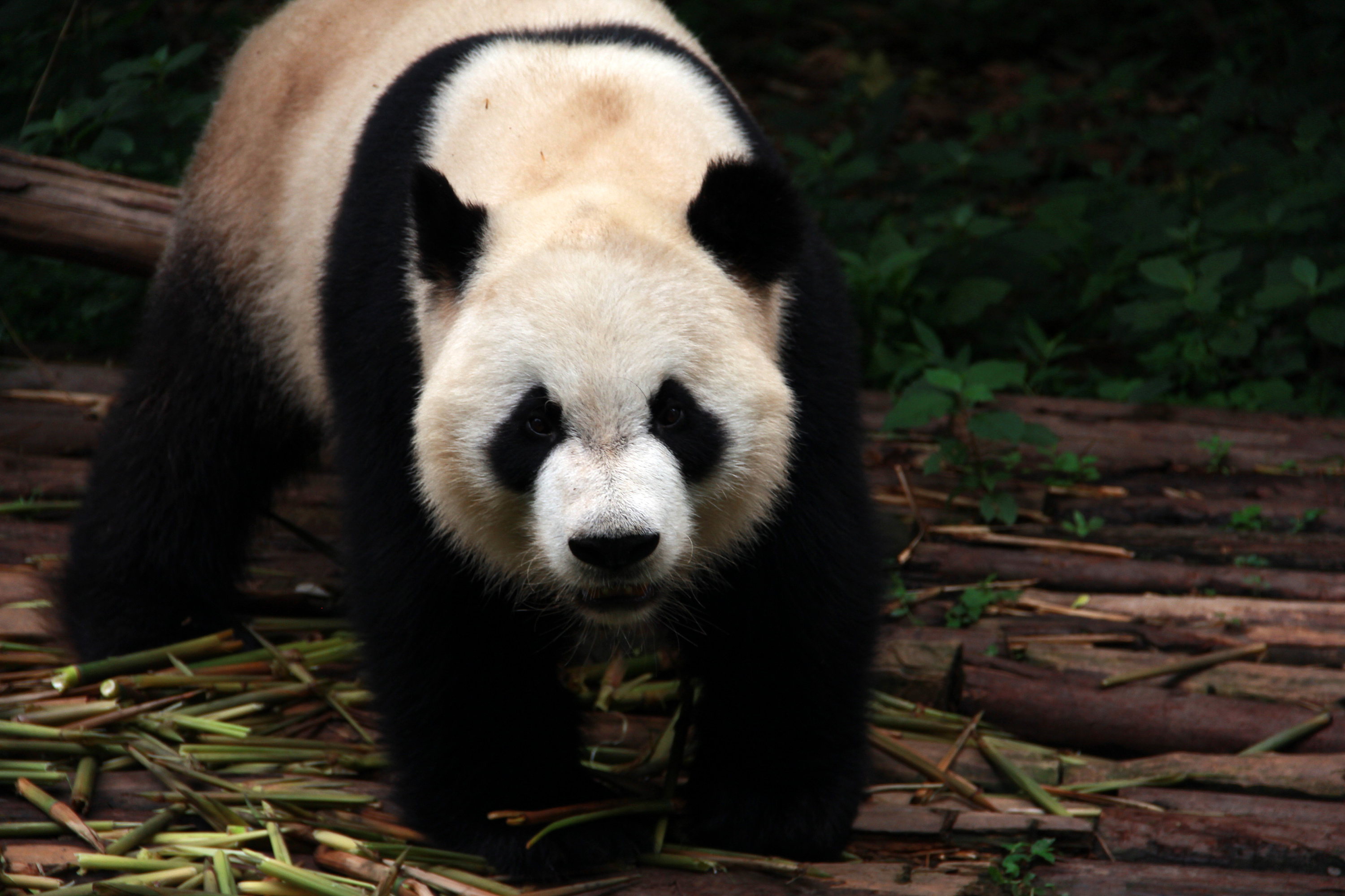 大熊猫是几级保护动物（国宝大熊猫降级后还是一级保护动物吗）-七暖网