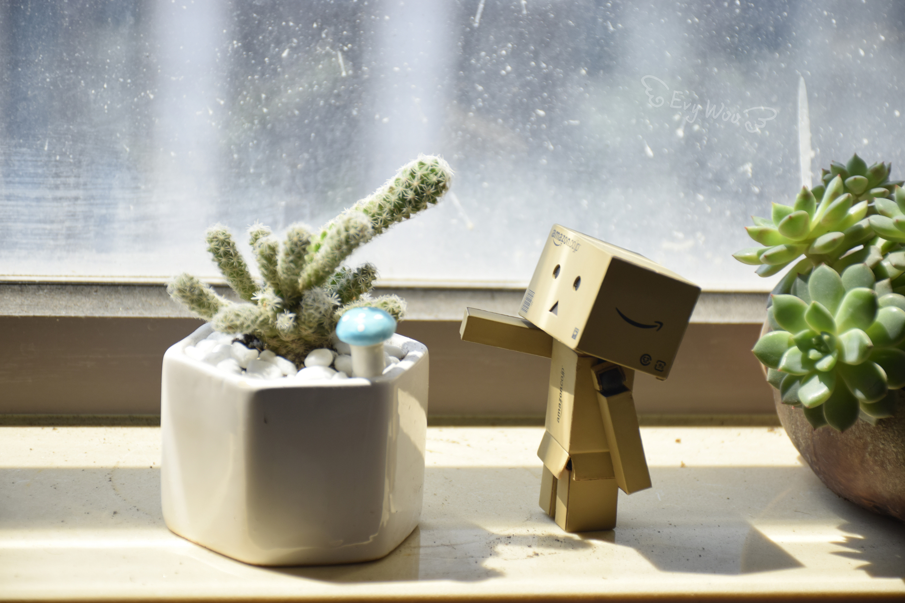 阿楞和多肉 纸箱人 盒子人 danbo