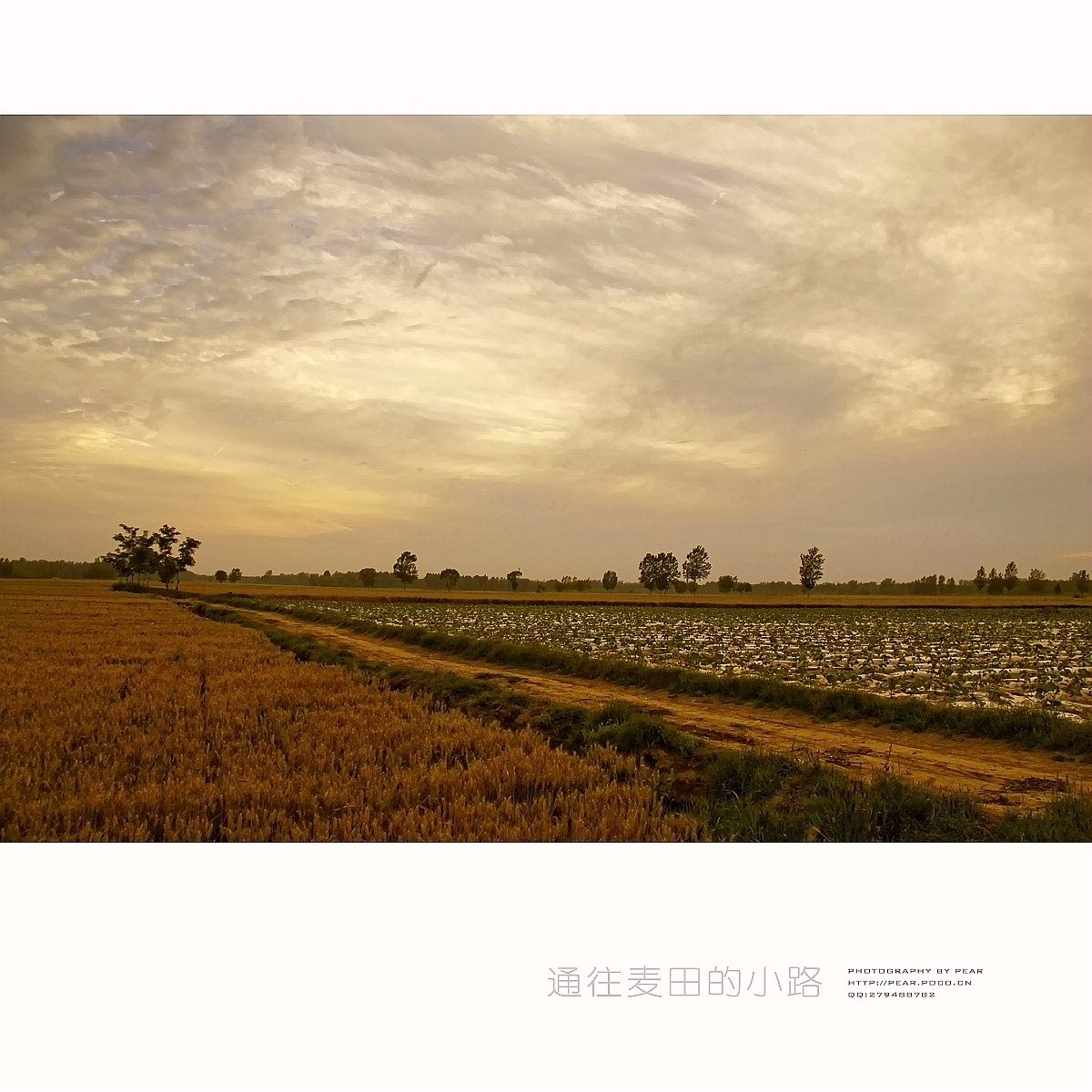 通往麦田的小路（图ZOTgxNDkwMA==） - 风光摄影 - 站酷设计师pear1103原创素材 - 站酷ZCOOL